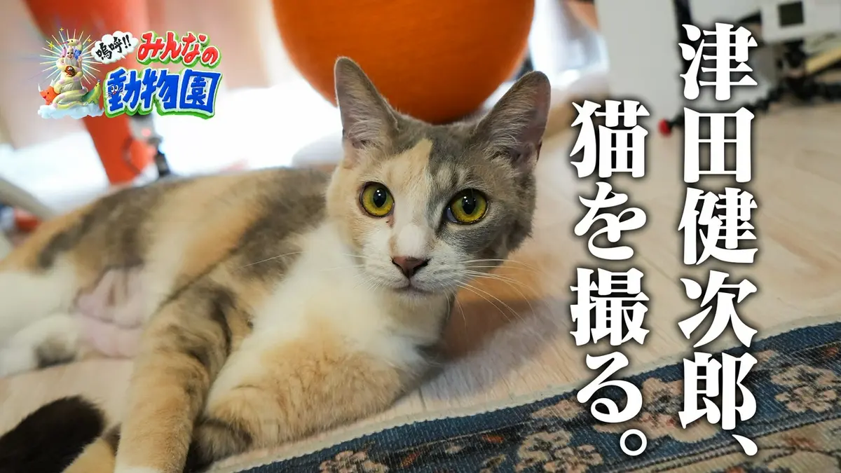 嗚呼!!みんなの動物園 4月25日(土)放送分 ティモンディ前田×激かわ子猫