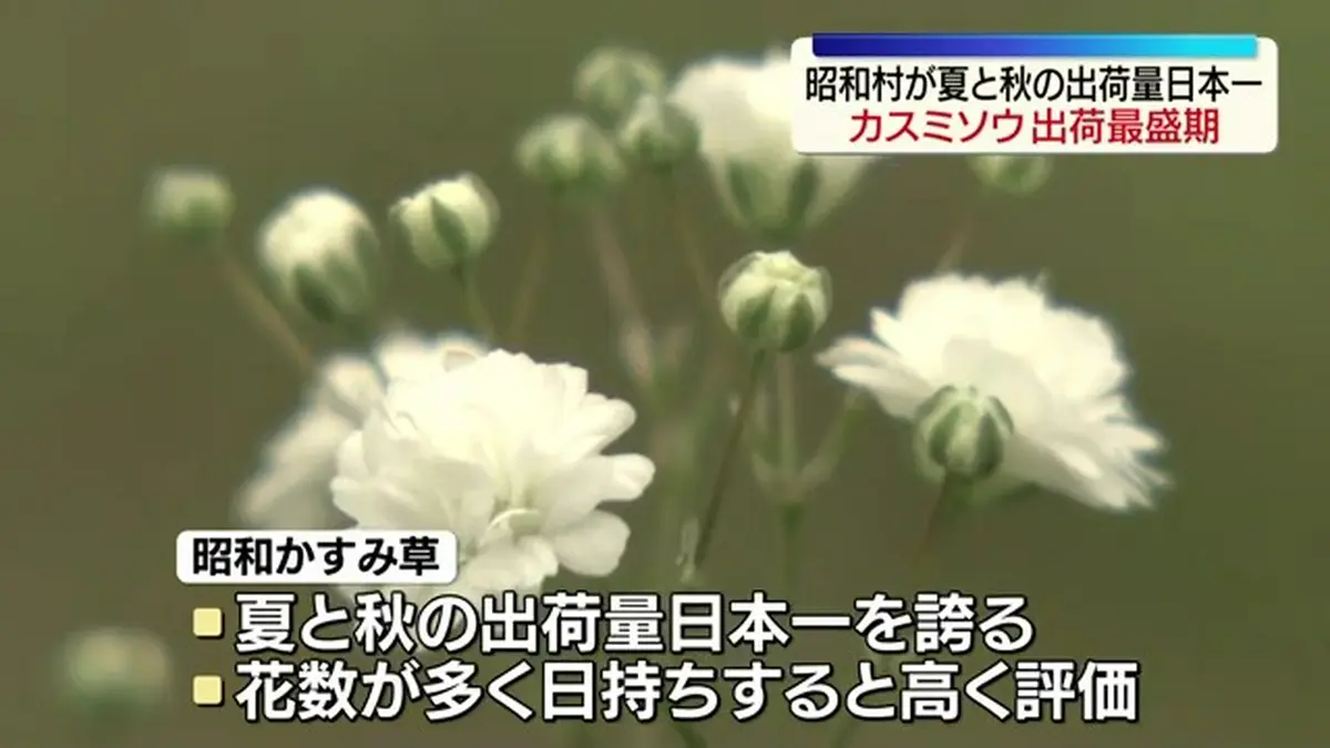 日テレNEWS NNN 7月6日(月) 12:00 「カスミソウという花を知って