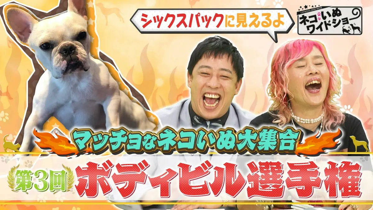 ネコいぬワイドショー 8月13日(木)放送分 筋肉美を競う！第3回 ネコ