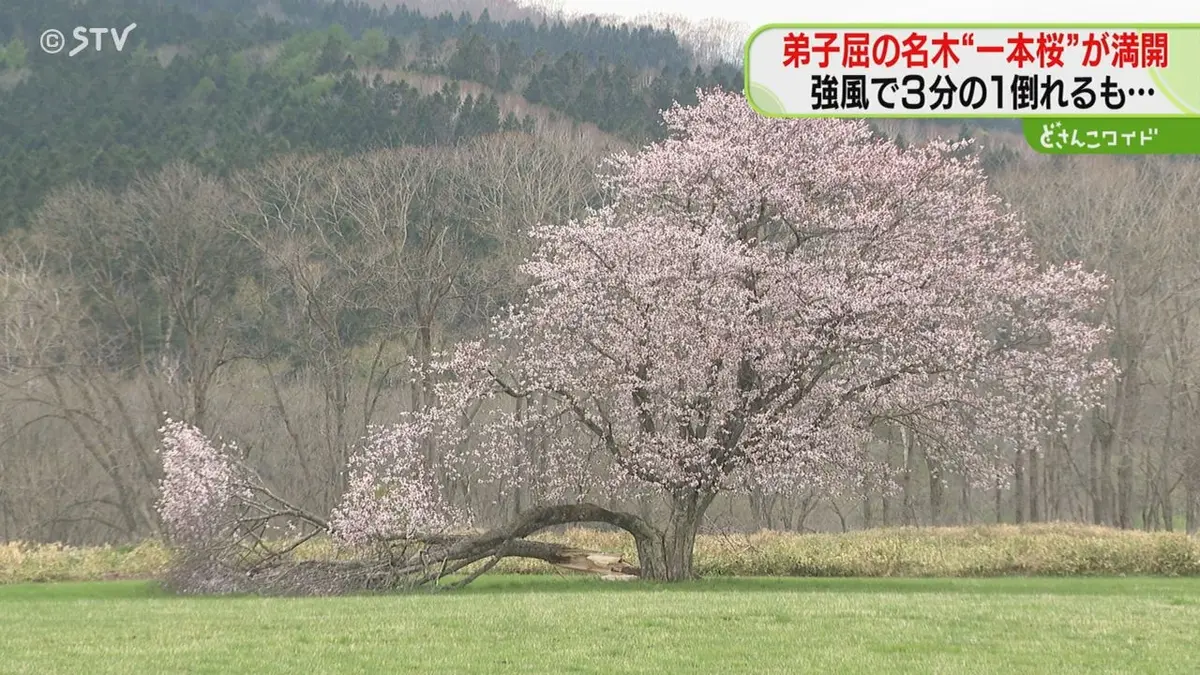日テレNEWS NNN 5月12日(火) 17:25 エゾヤマザクラ「合格の木」強風で