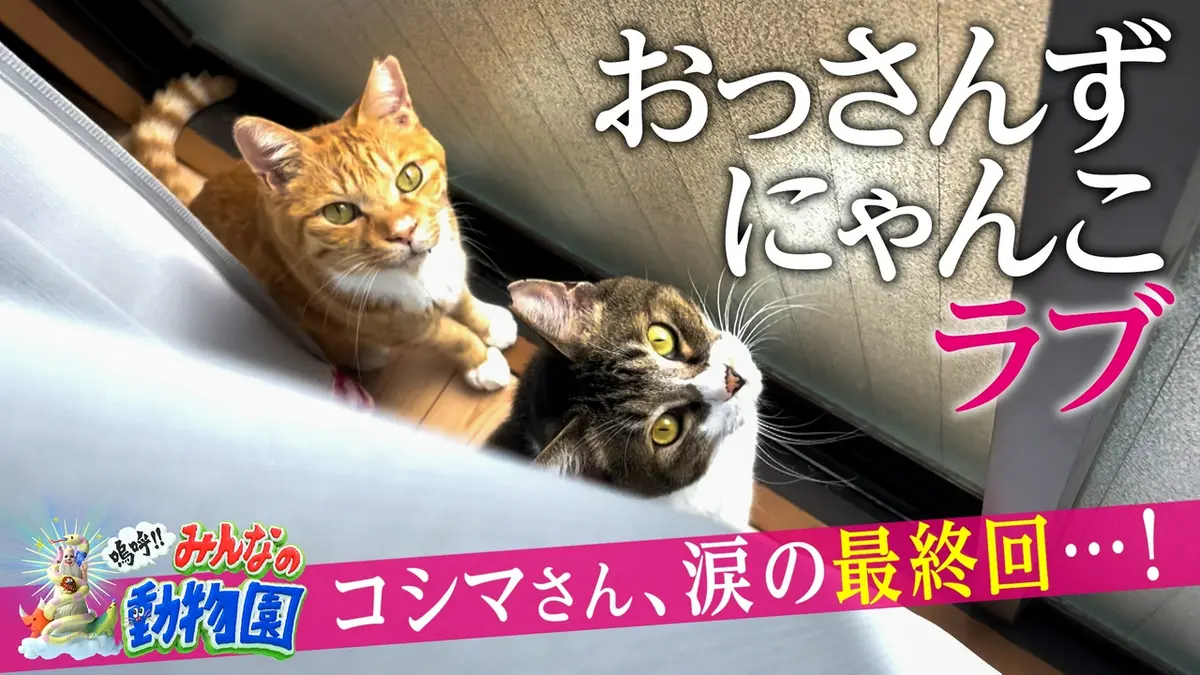嗚呼!!みんなの動物園 5月2日(土)放送分 アンゴラ村長&おじさん保護猫