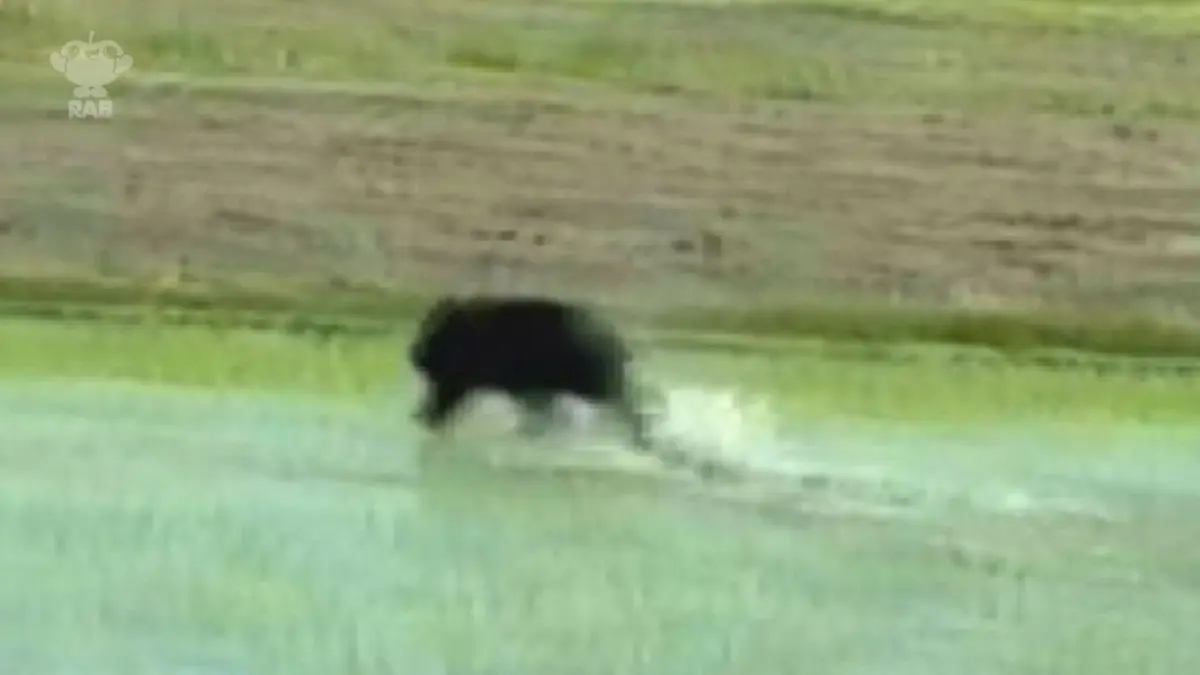 日テレNEWS NNN 6月17日(水) 19:53 児童福祉施設の敷地にクマが侵入