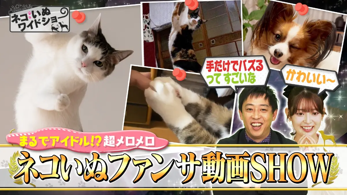 ネコいぬワイドショー 2月20日(金)放送分 「ネコの日」直前1時間