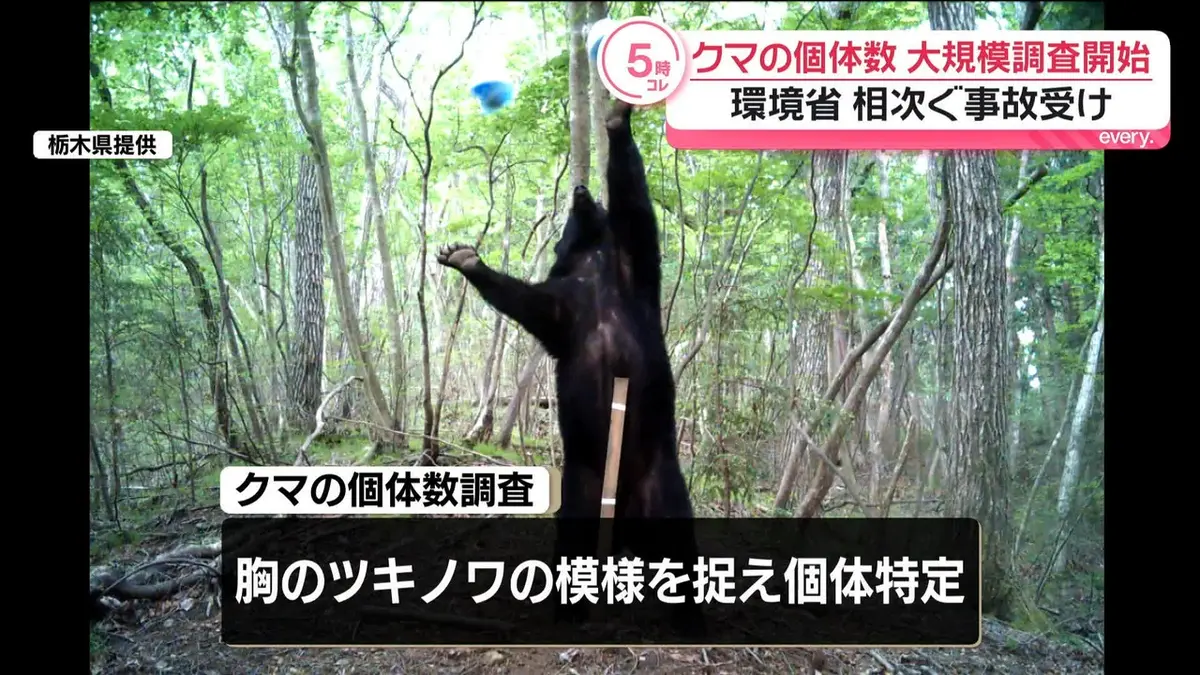日テレNEWS NNN 6月30日(火) 17:33 環境省がクマ個体数の大規模調査