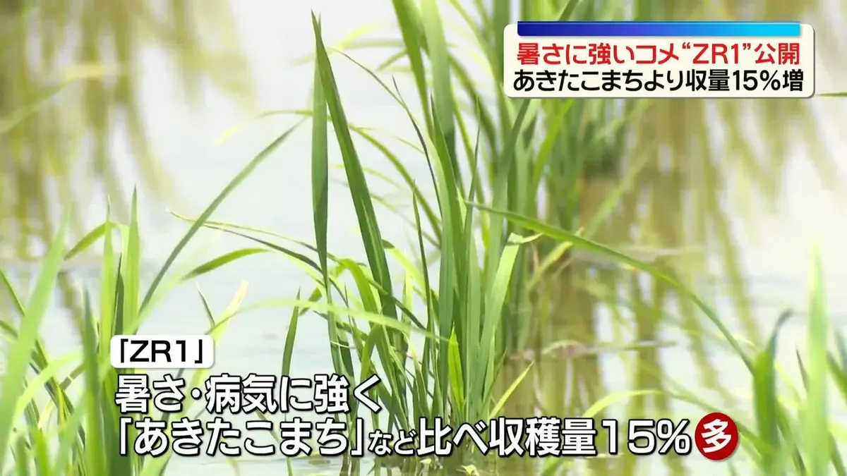 日テレNEWS NNN 5月25日(月) 20:10 暑さに強いコメ“ZR1”公開
