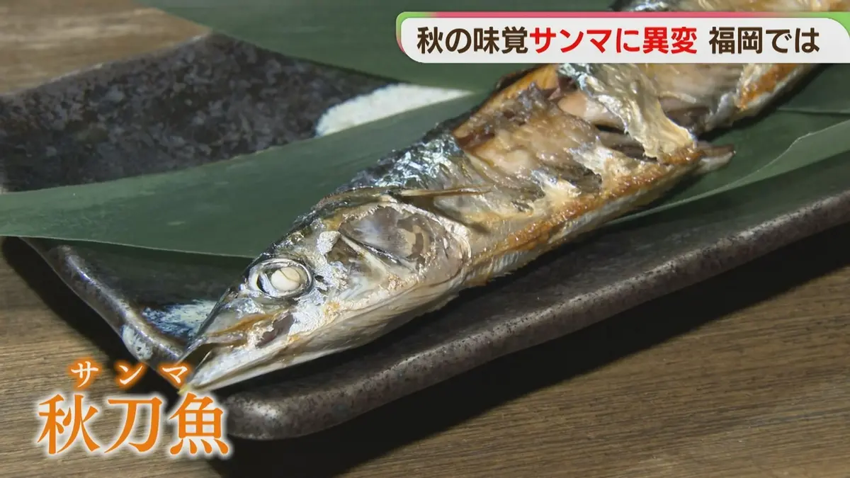 日テレNEWS NNN 9月16日(水) 7:05 「秋の味覚」サンマが高値 葉物野菜