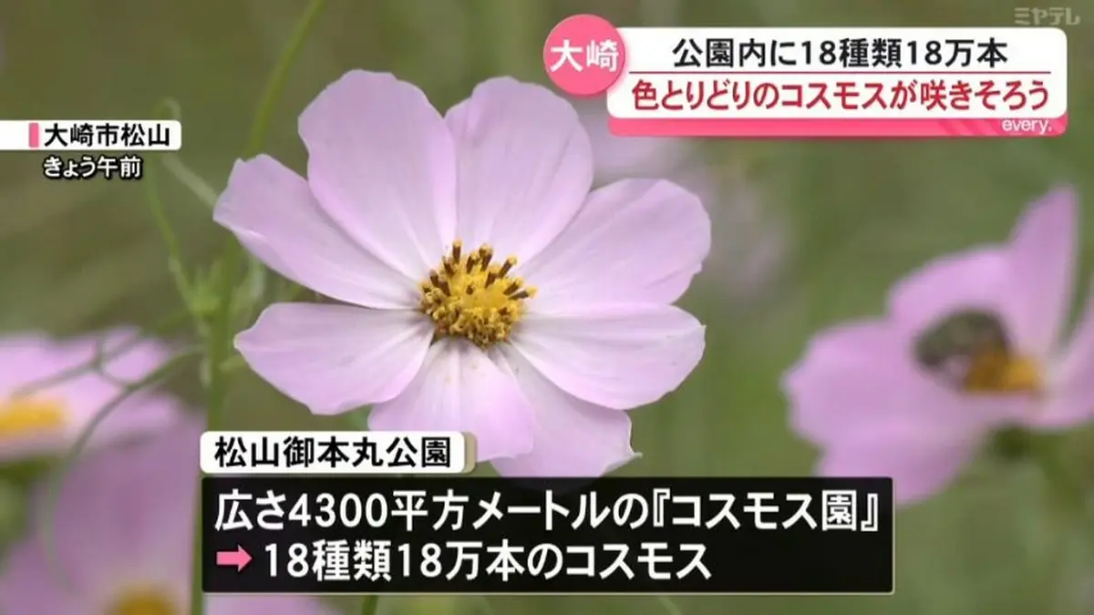 日テレNEWS NNN 9月19日(土) 18:05 色とりどりのコスモスが咲きそろい