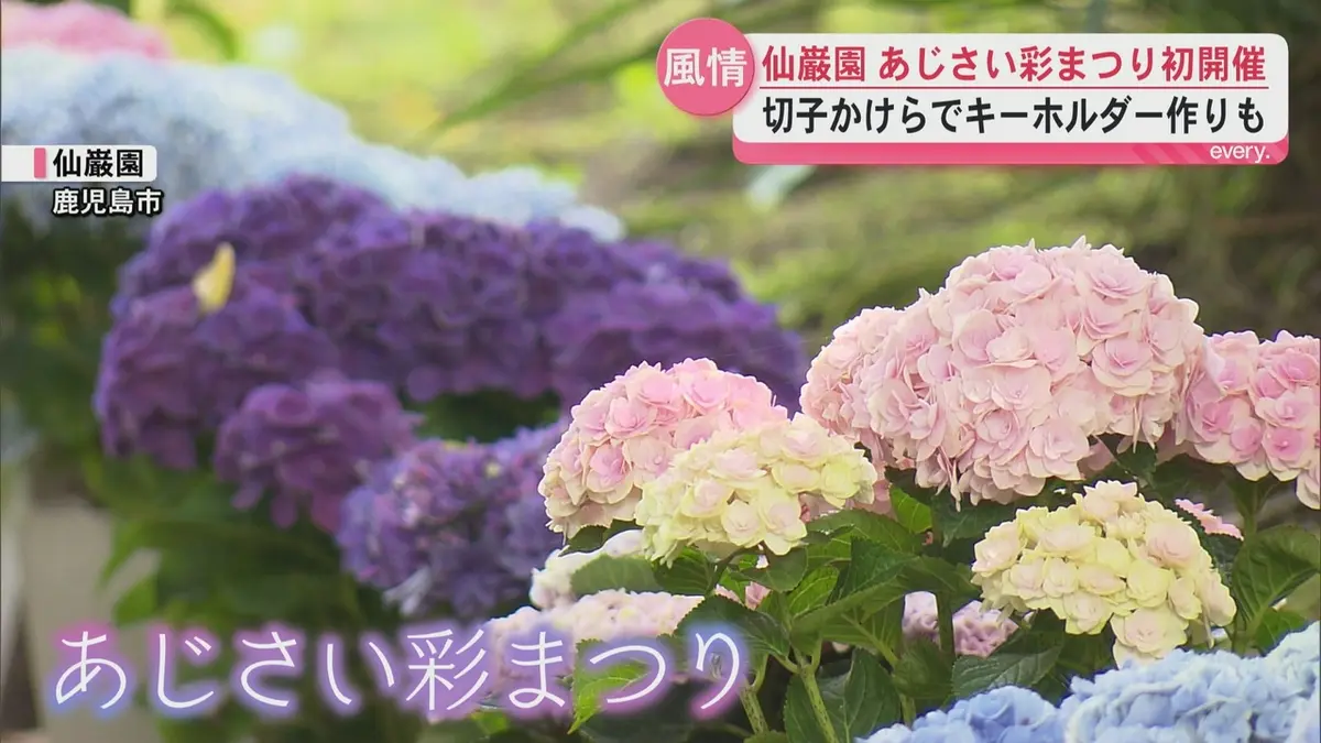 日テレNEWS NNN 6月15日(月) 18:46 約200鉢がアジサイ咲き誇る 仙巌園