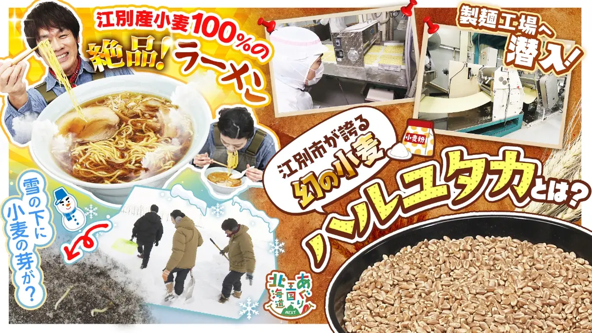 あぐり王国北海道NEXT 1月31日(土)放送分 江別の小麦がラーメンになる
