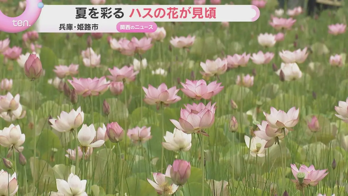 日テレNEWS NNN 7月13日(月) 18:57 夏を彩るハスの花が見頃 1万2000