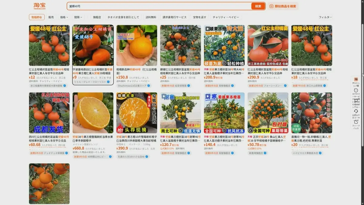 日テレNEWS NNN 6月11日(木) 19:49 愛媛県が20年かけて開発『紅