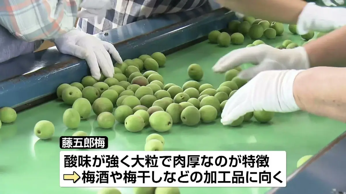 日テレNEWS NNN 6月8日(月) 11:59 大粒で肉厚「藤五郎梅」選別作業