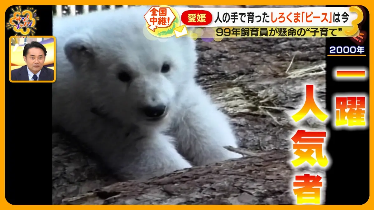 ご当地くまさん～愛媛編No.36～ ご当地くまさん～愛媛編No.36～