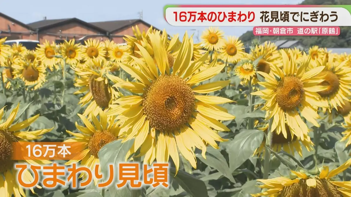 ひまわり様画像確認用 日テレNEWS NNN 9月22日(火) 16:42 「すごく幸せ」16万本のひまわり