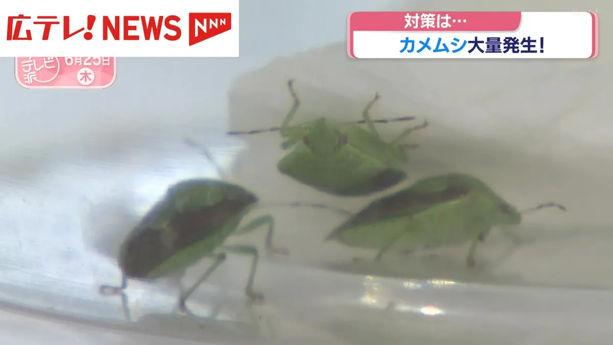 【カメムシ／発送方法修正】テレビ 日テレNEWS NNN 6月25日(木) 19:41 カメムシ大量発生に注意 高校生