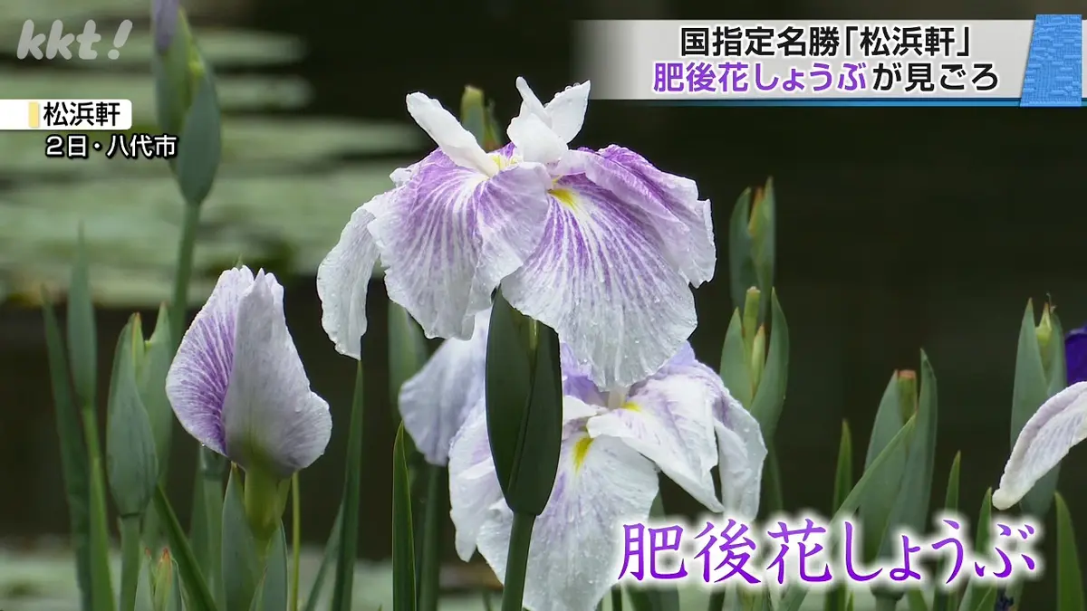 日テレNEWS NNN 6月7日(日) 19:38 国指定名勝「松浜軒」肥後花しょうぶ