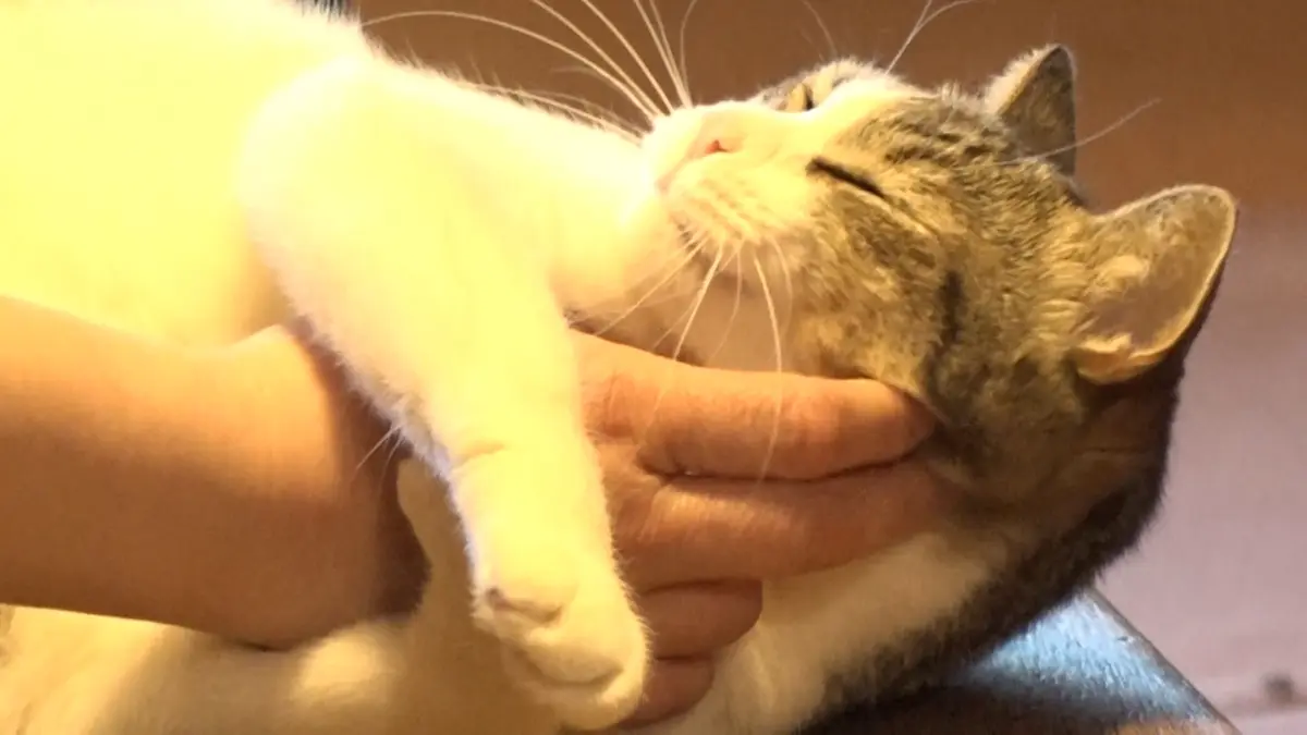 ねこ自慢 12月17日(水)放送分 阿佐ヶ谷姉妹が猫だらけの整骨院を訪問