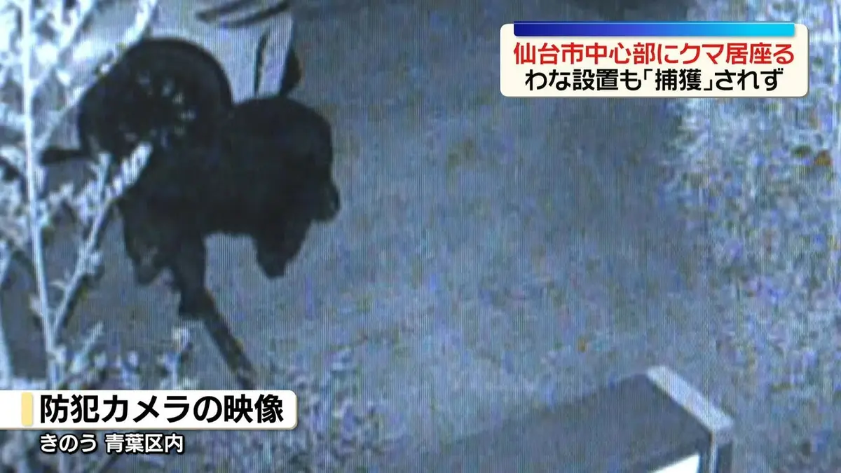 日テレNEWS NNN 4月19日(日) 19:16 仙台市中心部の住宅地にクマが
