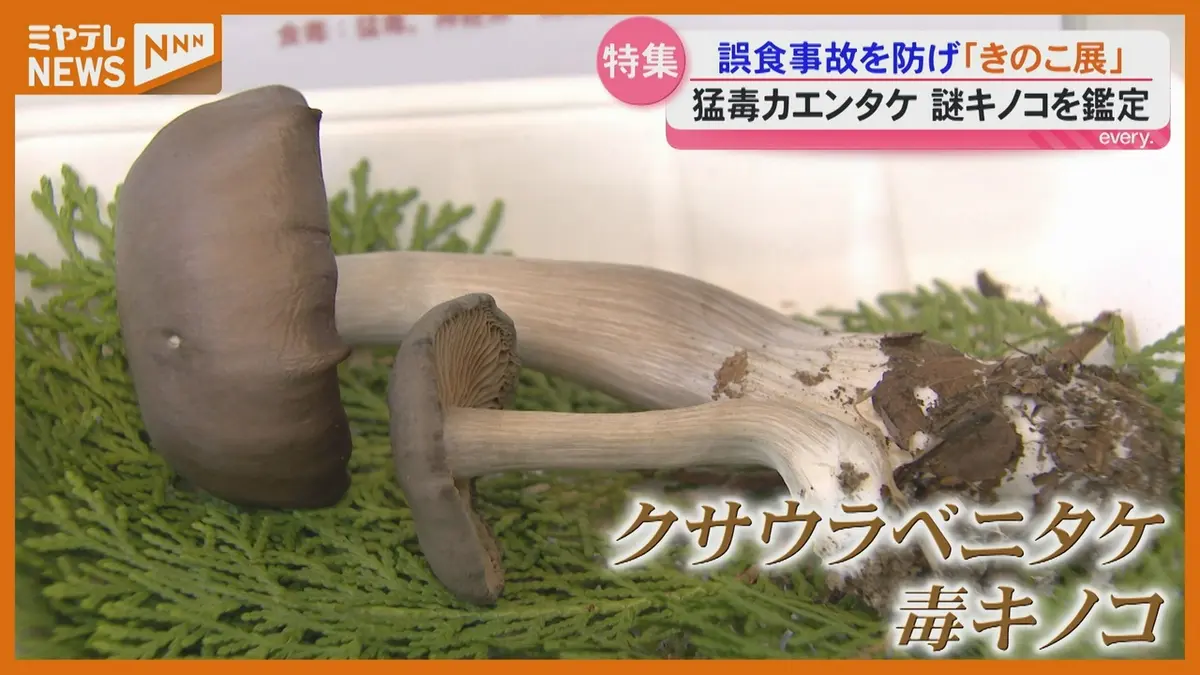 日テレNEWS NNN 10月6日(火) 19:02 200種類以上が並ぶ「きのこ展」専門