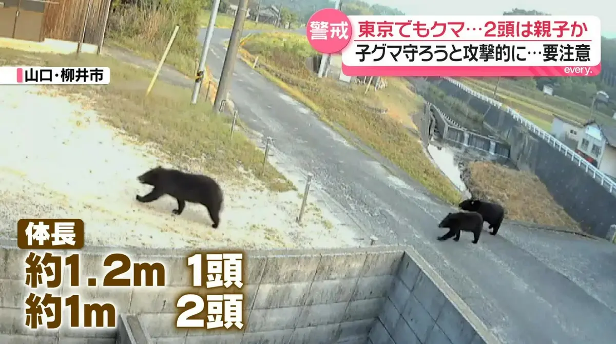 日テレNEWS NNN 5月19日(火) 18:42 東京でツキノワグマの親子か…箱ワナ