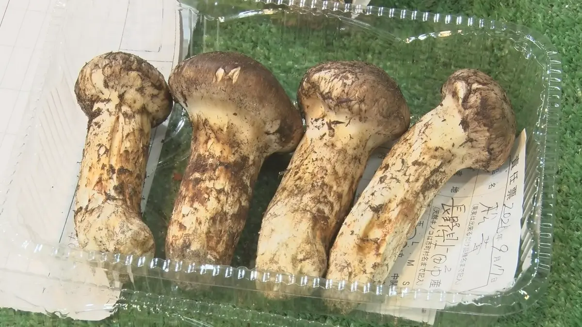 日テレNEWS NNN 9月17日(木) 11:48 秋の味覚の王様マツタケ 上田市の