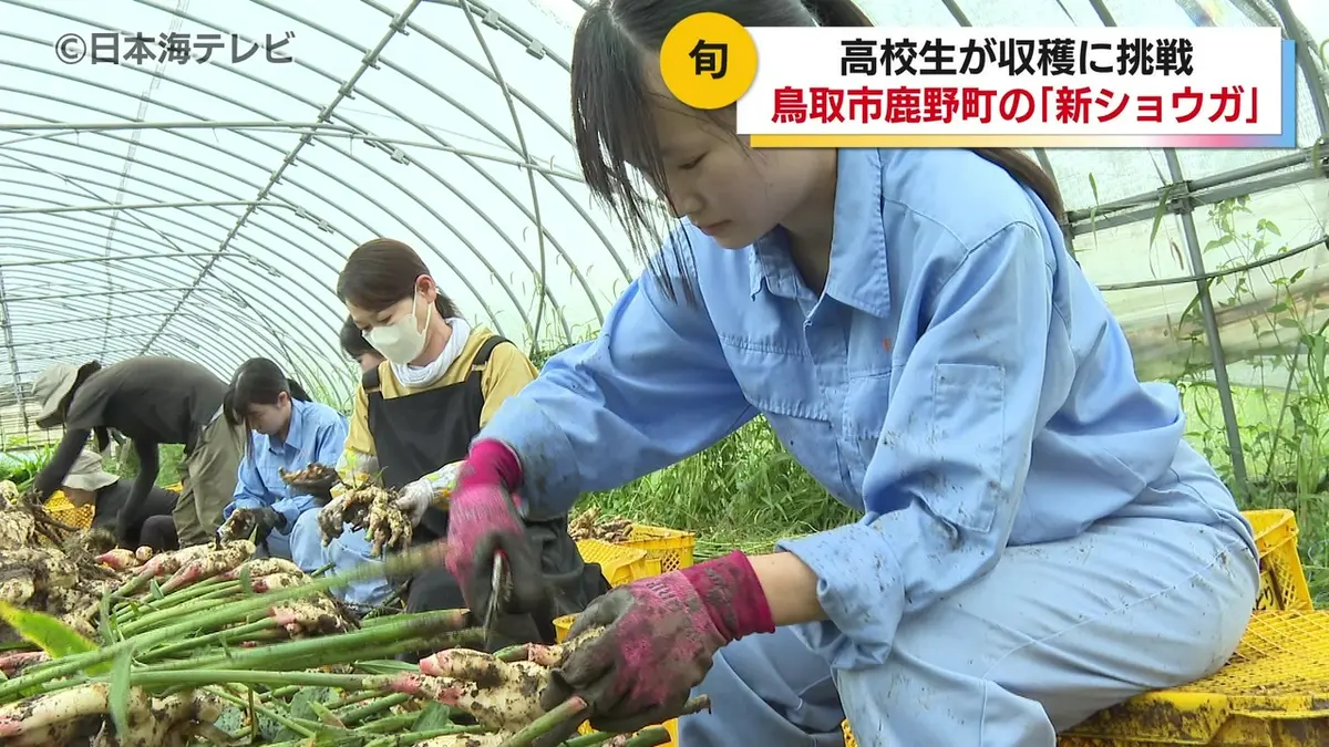 日テレNEWS NNN 9月9日(水) 18:53 高校生が真っ白な新ショウガの収穫を