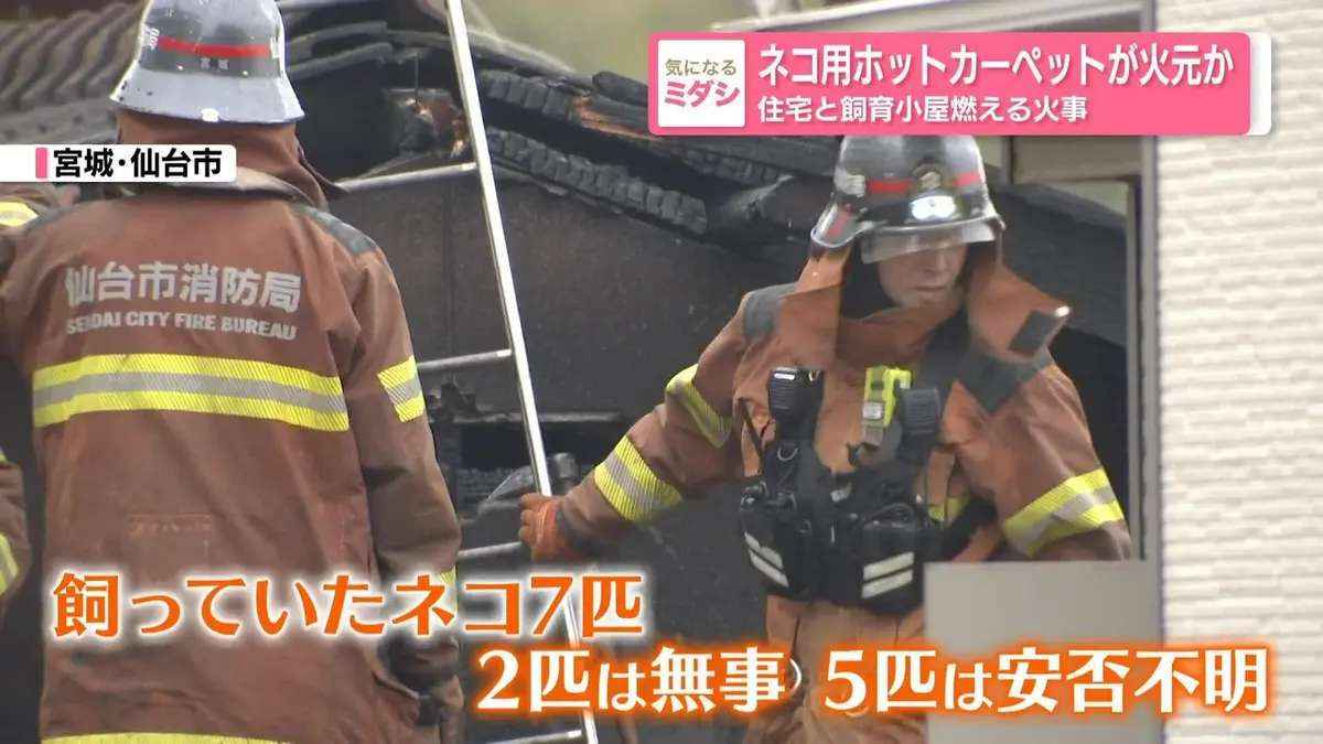 こ　火曜日発送 日テレNEWS NNN 4月30日(木) 19:35 ネコ用ホットカーペットが火元か