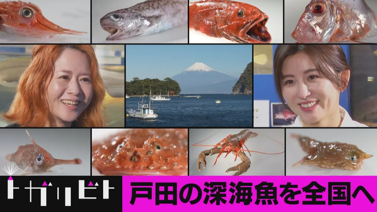トガリビト 熱量に、ふれる 3月7日(土)放送分 第8回「深海魚×静岡