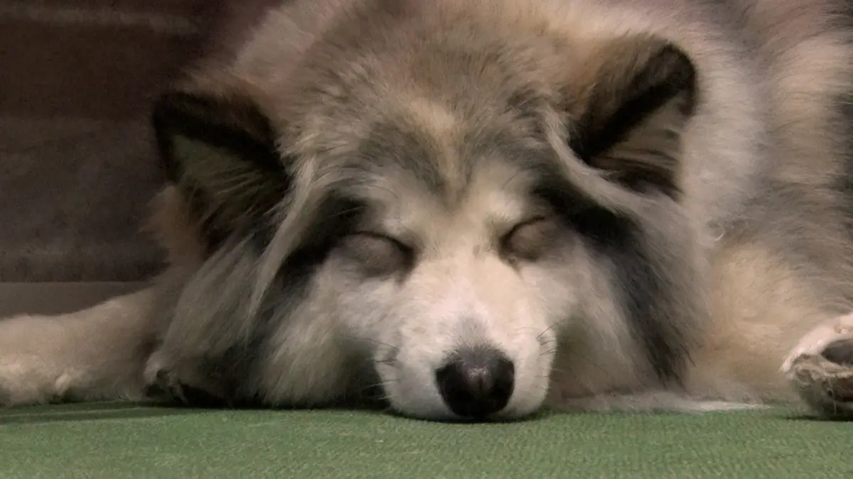 いぬじかん 3月21日(土)放送分 飼い主と愛犬が楽しめるドッグカフェ