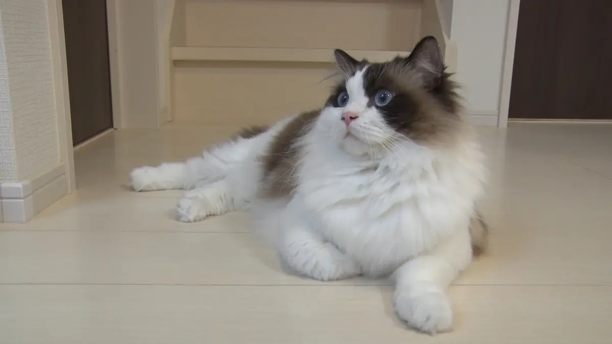 ねこ自慢 7月22日(水)放送分 希少猫エジプシャンマウのいる保護猫