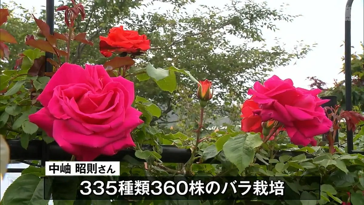 日テレNEWS NNN 6月4日(木) 12:16 360株華やかに咲くバラ 色とりどりの