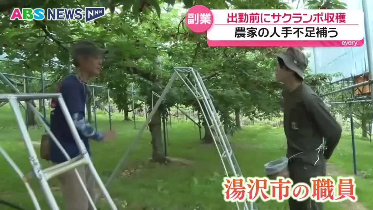 日テレNEWS NNN 6月29日(月) 19:34 晩生のサクランボの収穫始まる