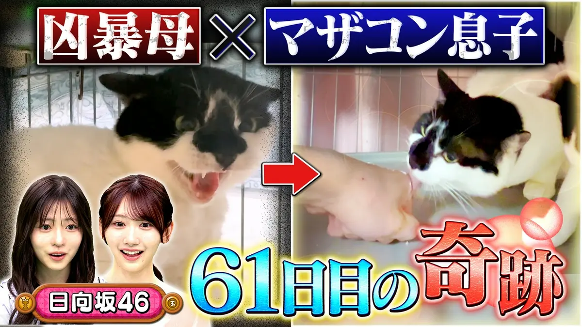 坂上どうぶつ王国 6月5日(金)放送分 choy？の超人嫌い親子猫の人馴れ