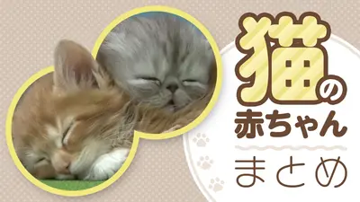 ネコにゃん ～子猫はじめて体験物語2026～｜バラエティ｜見逃し無料