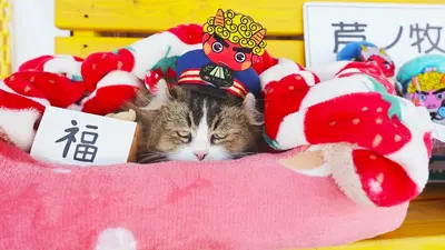にゃお_送料込50,000円_6/10 ふにゃ～り日和 2月17日(火)放送分 Vol.99 フォトスポットを紹介する