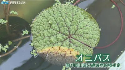 オニバス 発芽苗　3株　B 日テレNEWS NNN 7月17日(金) 18:49 絶滅危惧種オニバス復活へ 高校生が