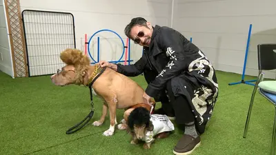 犬と人が出会うとき （帯つき） いぬじかん 3月28日(土)放送分 大型犬とのドタバタ旅に密着！自宅で