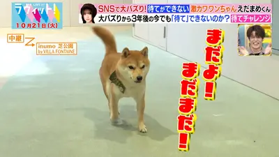 ラヴィット！ 10月21日(火)放送分 【OP先行】即興DJ曲紹介対決