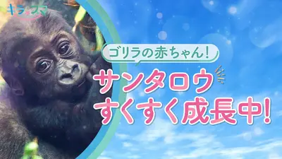 ウチ、“断捨離”しました！ 9月8日(火)放送分 ママにゆとりを！ 「いる