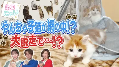 CIAOちゅ～るpresents オールねこ感謝祭！！ニャン♪にゃん♪オフ