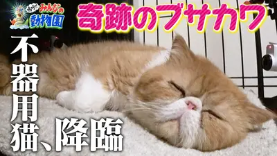 嗚呼!!みんなの動物園 5月23日(土)放送分 保護猫新シリーズ開始!池崎