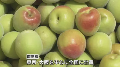日テレNEWS NNN 6月6日(土) 12:22 実は例年より大きめ「南高梅」の収穫