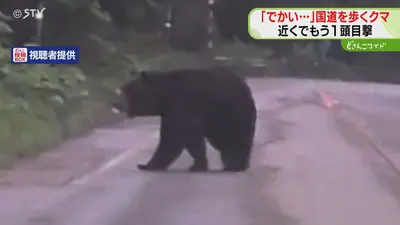 熊様 おまとめ21点 日テレNEWS NNN 6月16日(火) 16:00 「怖い…でかい…」目の前に体長2