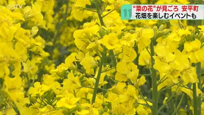 日テレNEWS NNN 5月19日(火) 11:52 丘一面に広がる黄色い絨毯 菜の花が