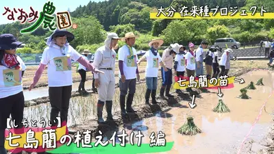 なおみ農園 6月4日(木)放送分 大分在来種プロジェクト「七島藺の