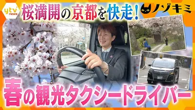 [5月10-21日発送できません] 厳選！ytvニュース特集 4月17日(金)放送分 桜満開の京都！観光タクシー