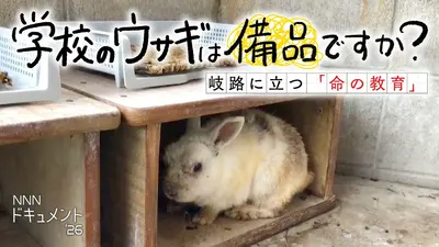 NNNドキュメント 7月12日(日)放送分 学校のウサギは備品ですか？～岐路