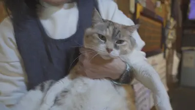 CIAOちゅ～るpresents オールねこ感謝祭！！ニャン♪にゃん♪オフ