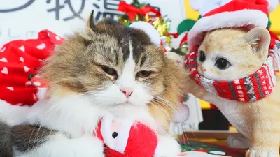 ふにゃ～り日和 12月9日(火)放送分 Vol.90 もうすぐクリスマスだにゃ