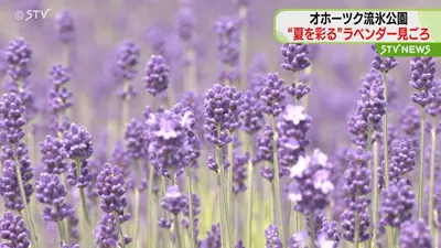 日テレNEWS NNN 7月11日(土) 17:50 夏を彩るラベンダーが見ごろ 園内に